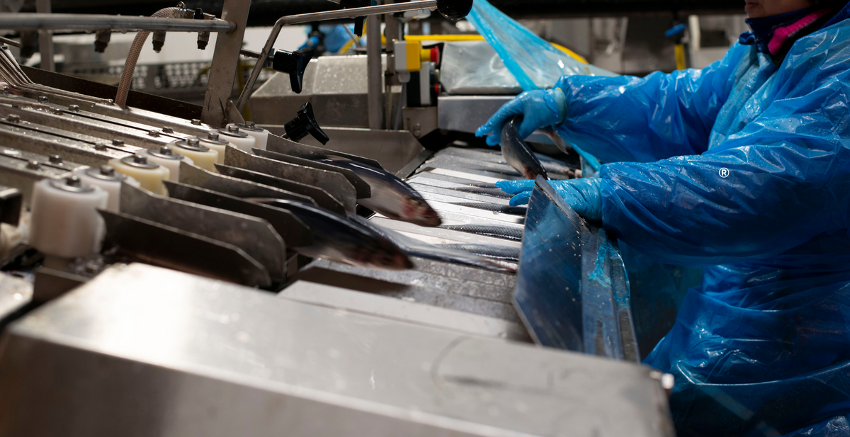 Silda kommer inn på fiskemottak